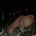 cavallo in piazza
